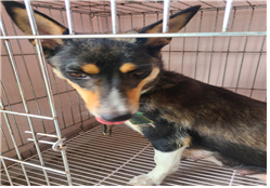 유기동물및관리협회_448535202300818