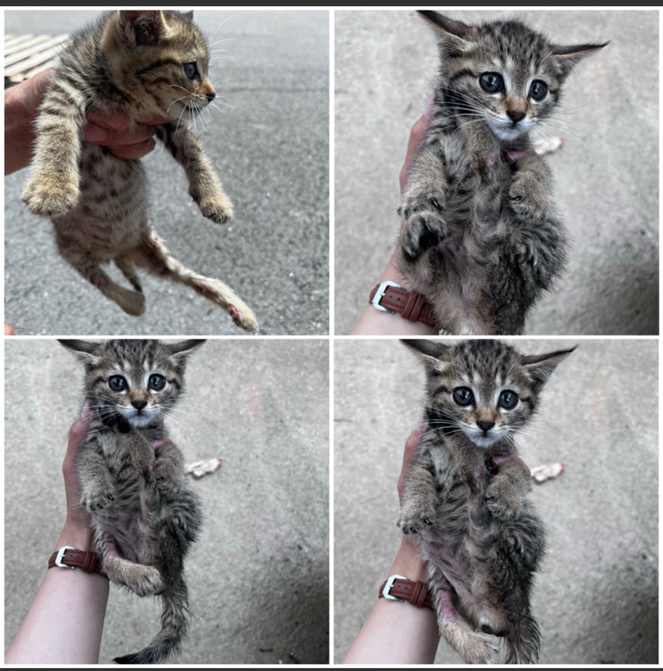 천안시유기동물보호소_444449202301489