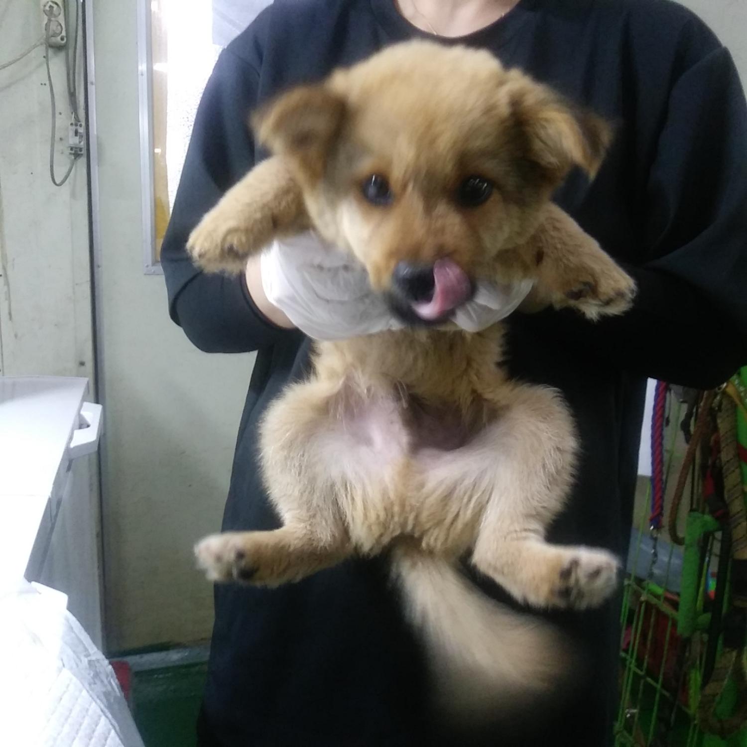 인천수의사회유기동물_428358202300112
