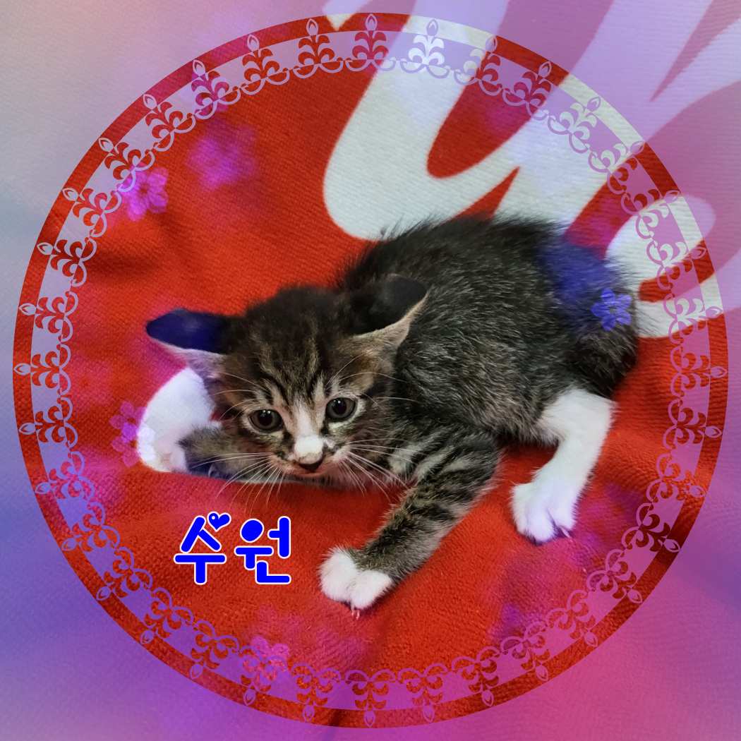 [고양이] 믹스묘 전북-군산-2023-00657 유기동물 배경 이미지 입니다.