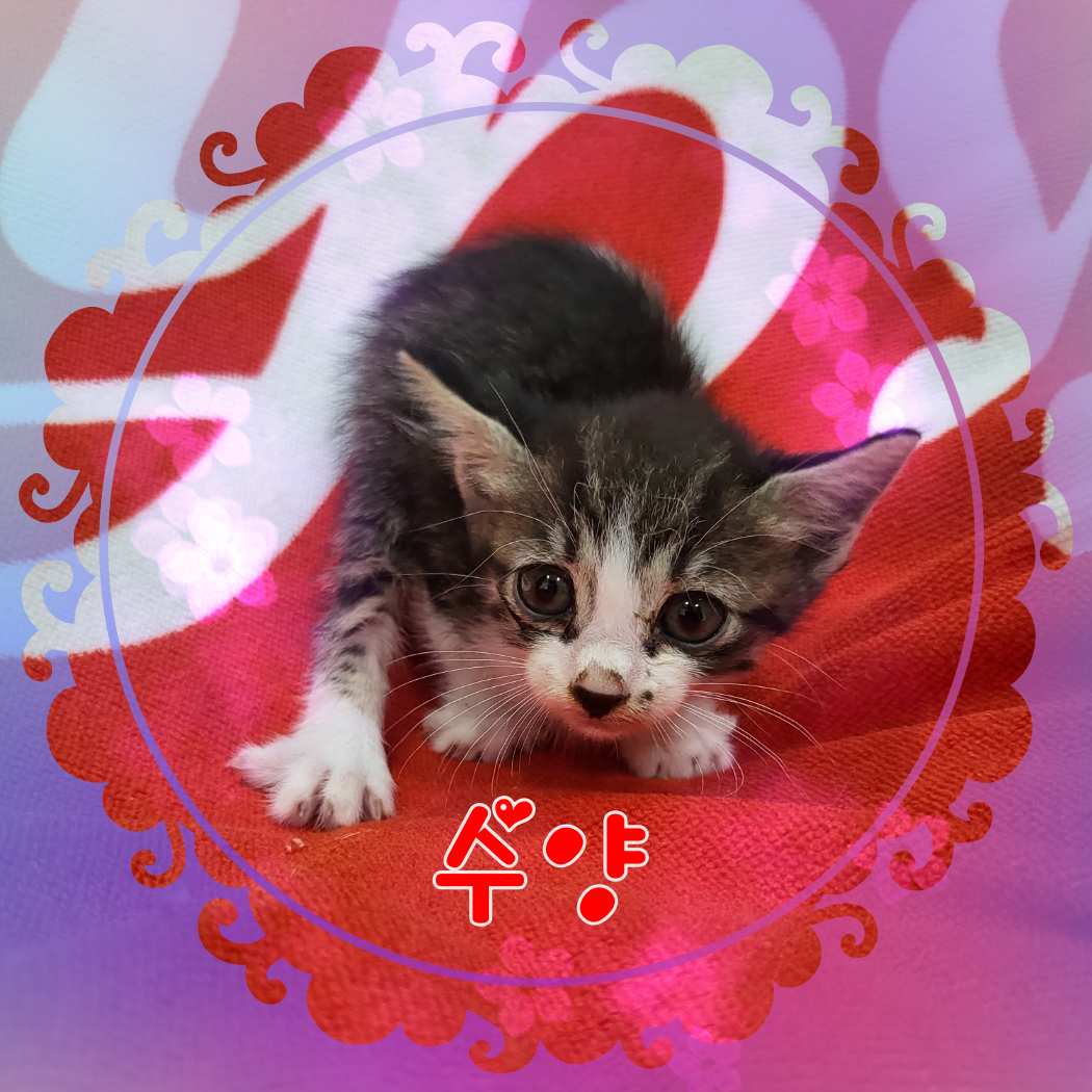 [고양이] 믹스묘 전북-군산-2023-00658 유기동물 배경 이미지 입니다.