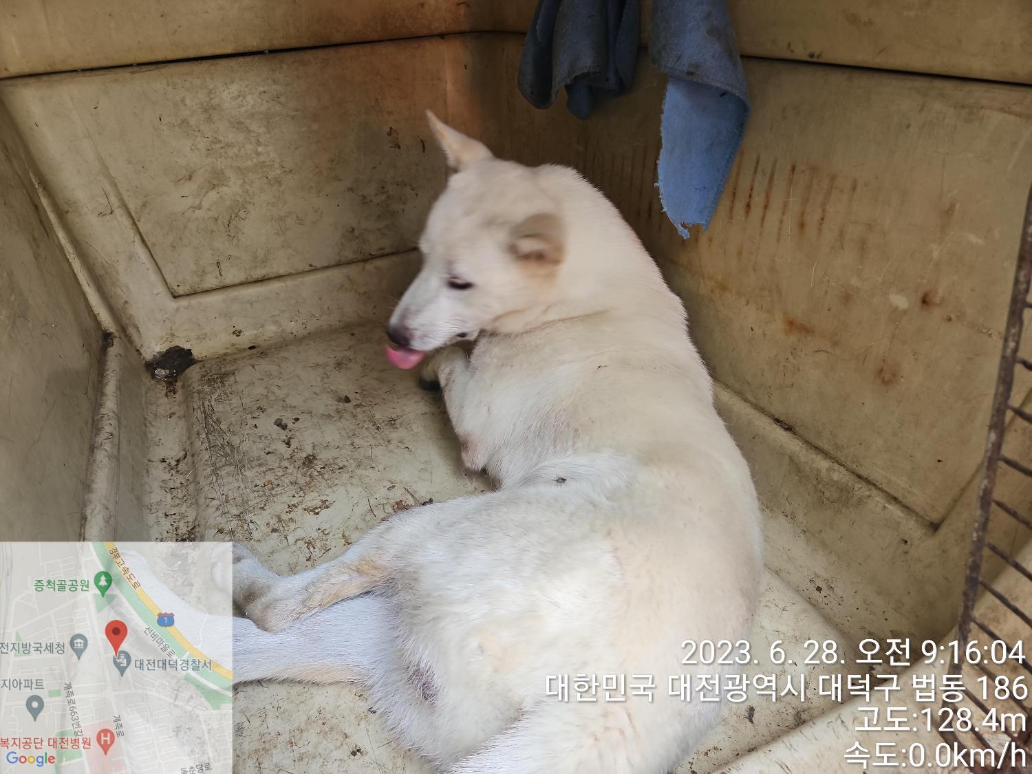 대전동물보호센터_430368202300307