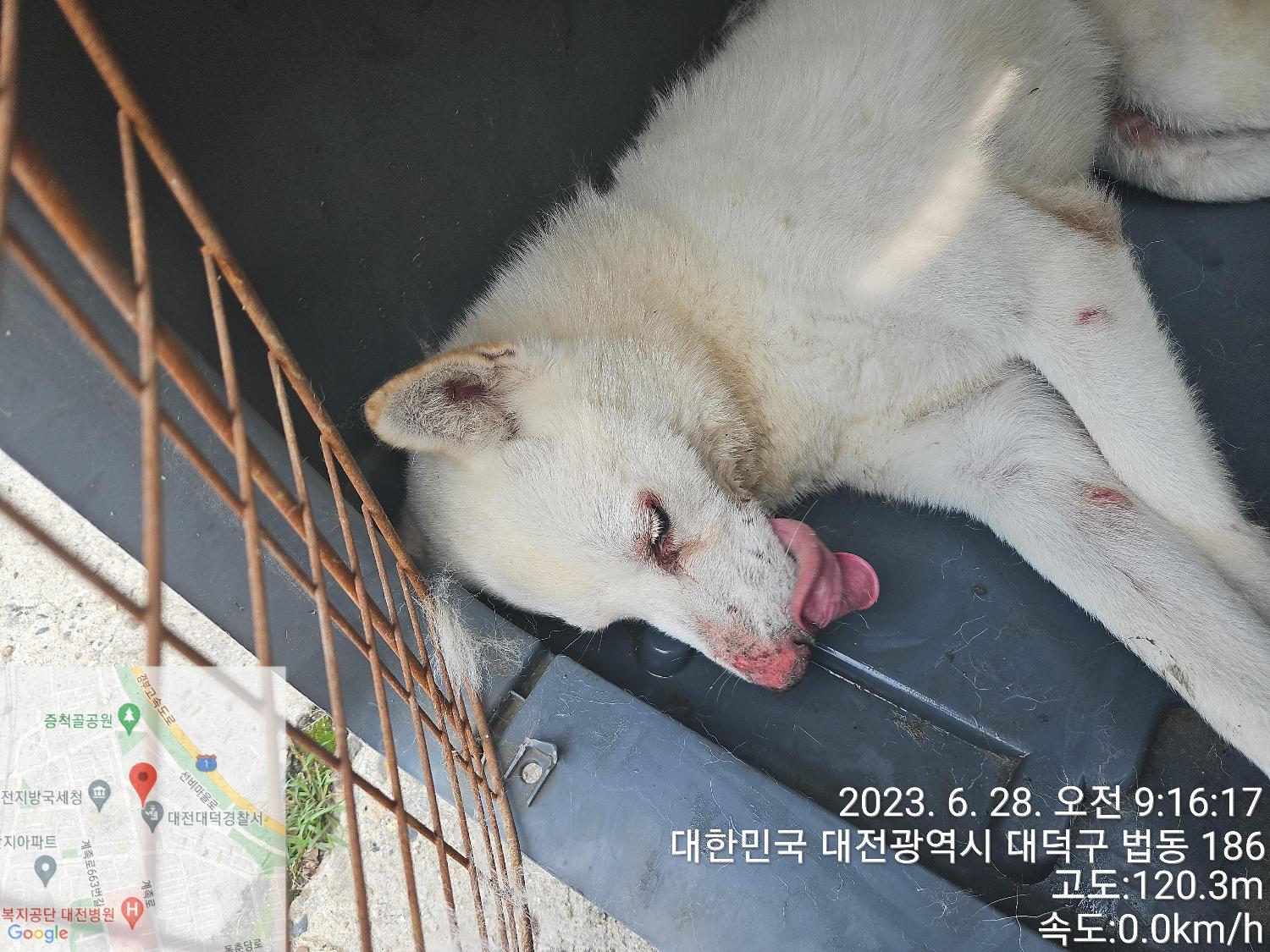 대전동물보호센터_430368202300308