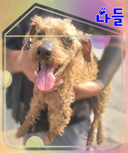 [개] 푸들 전북-군산-2023-00659 유기동물 배경 이미지 입니다.