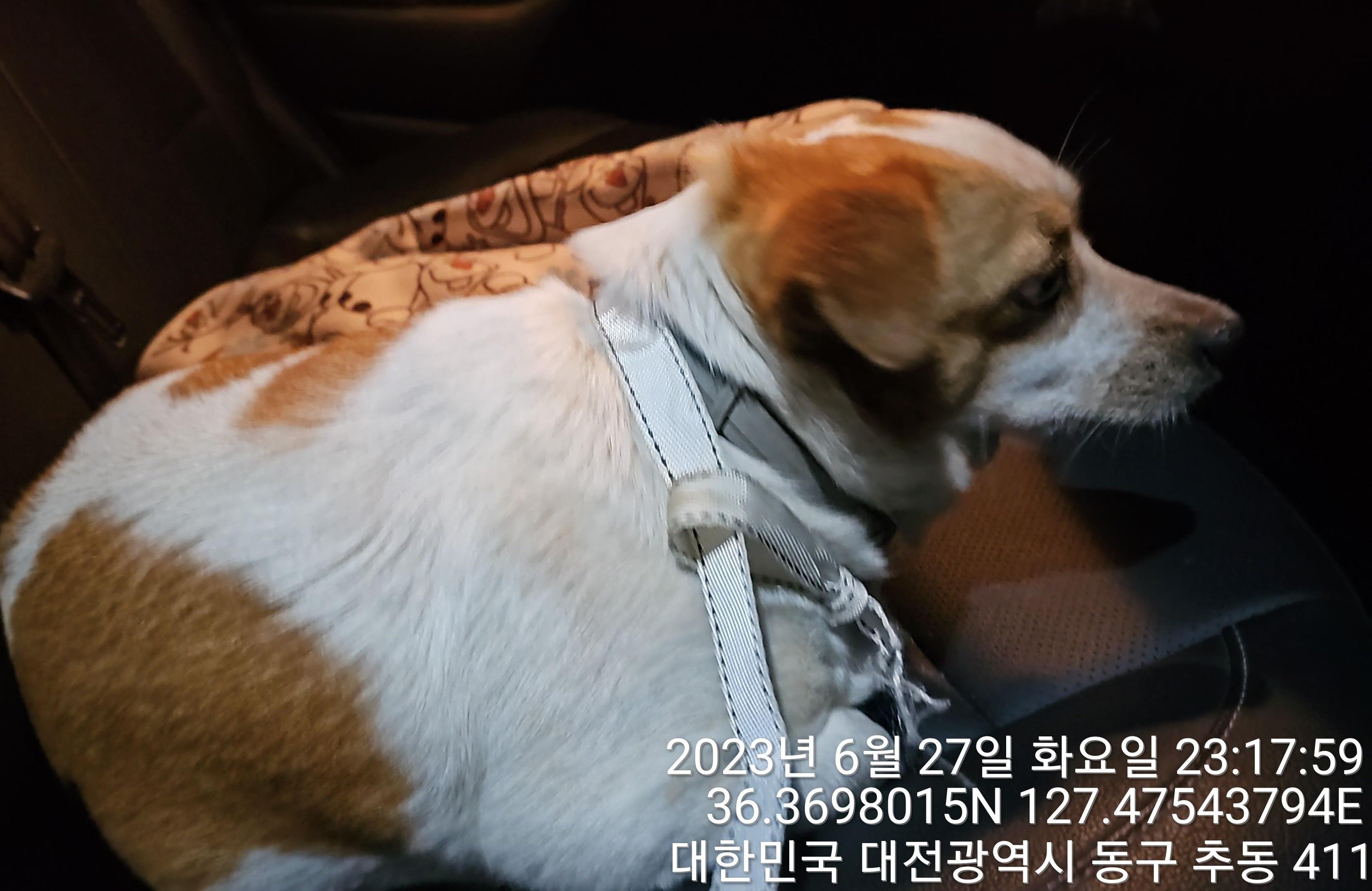 대전동물보호센터_430364202300208