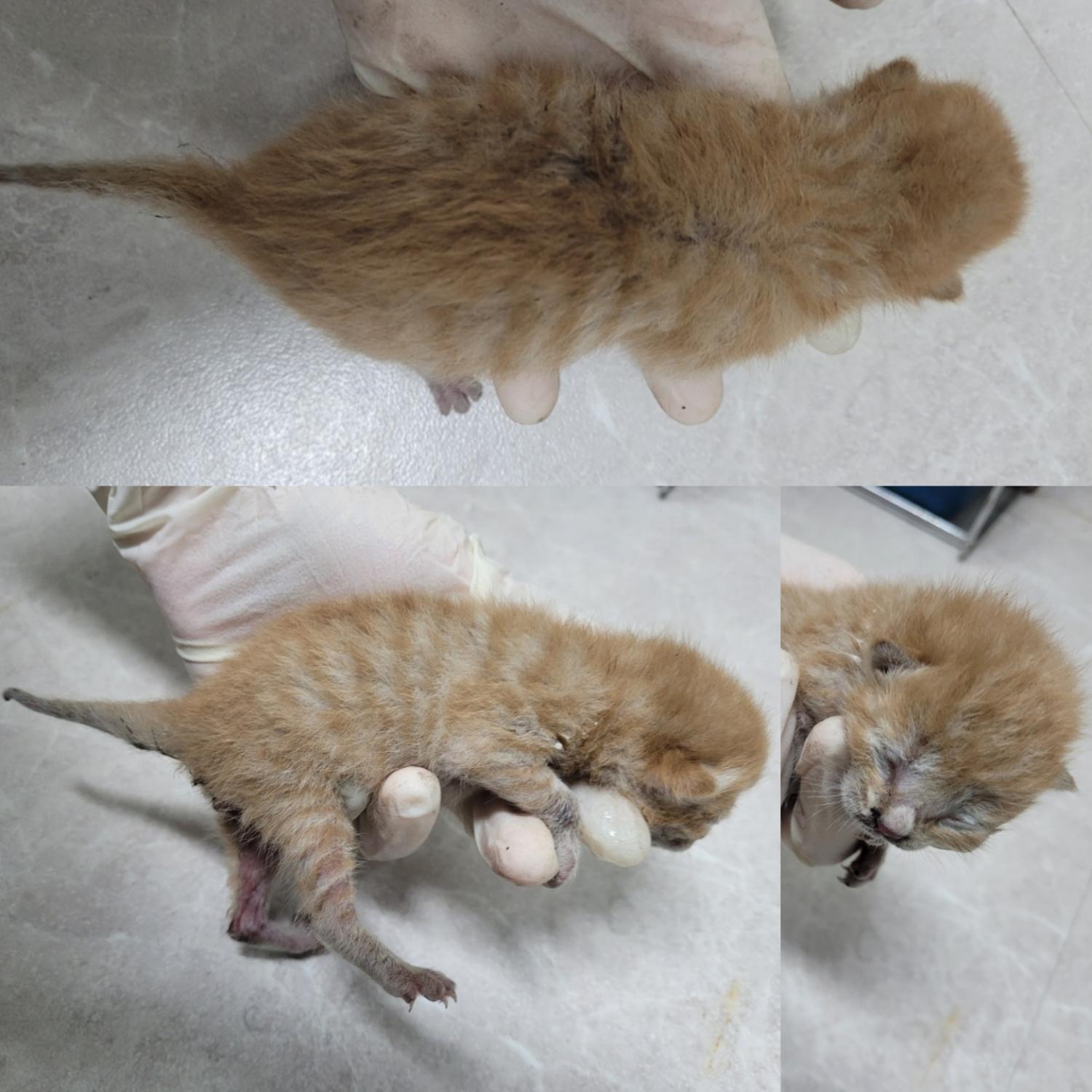 논산시 동물보호센터_444454202300564