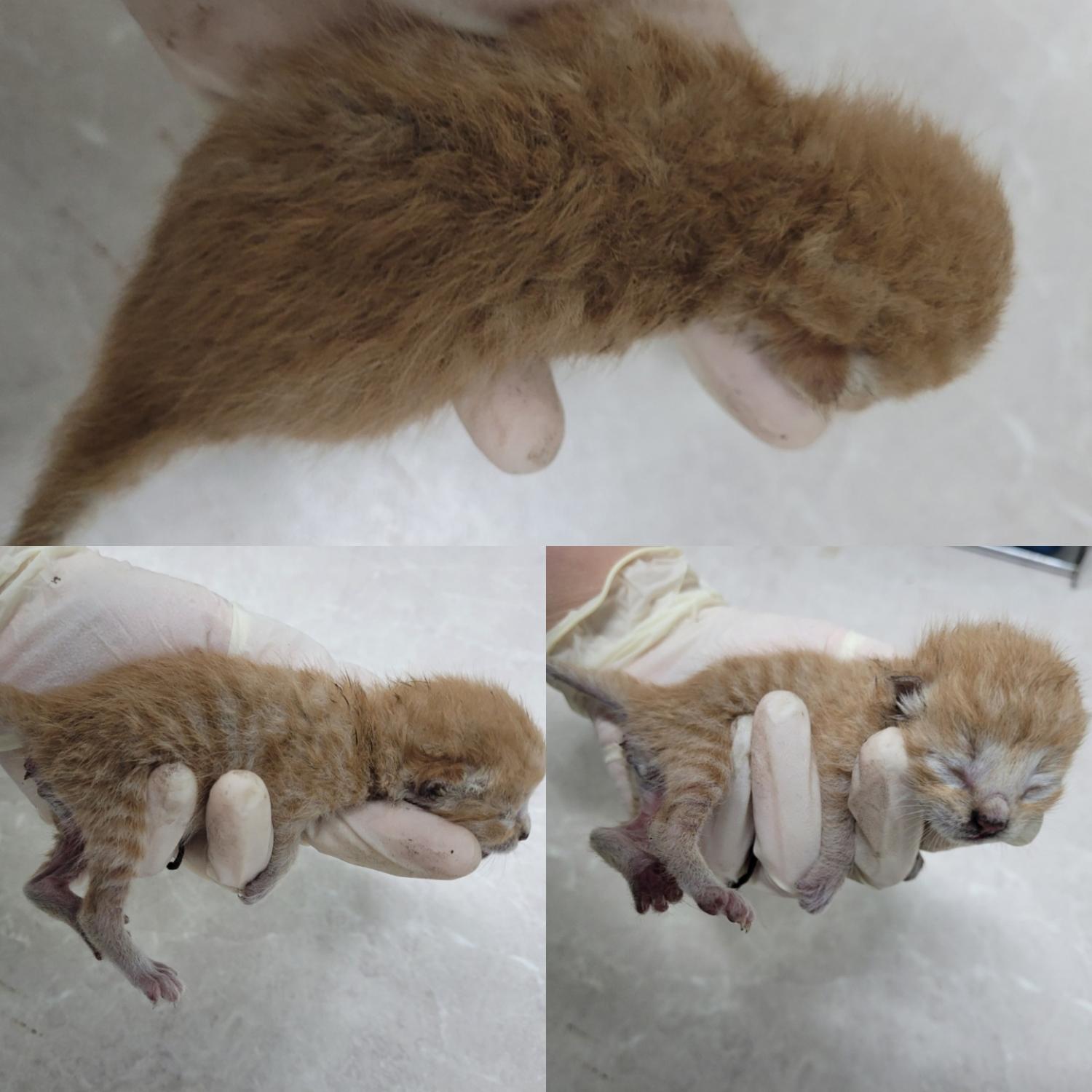 논산시 동물보호센터_444454202300565