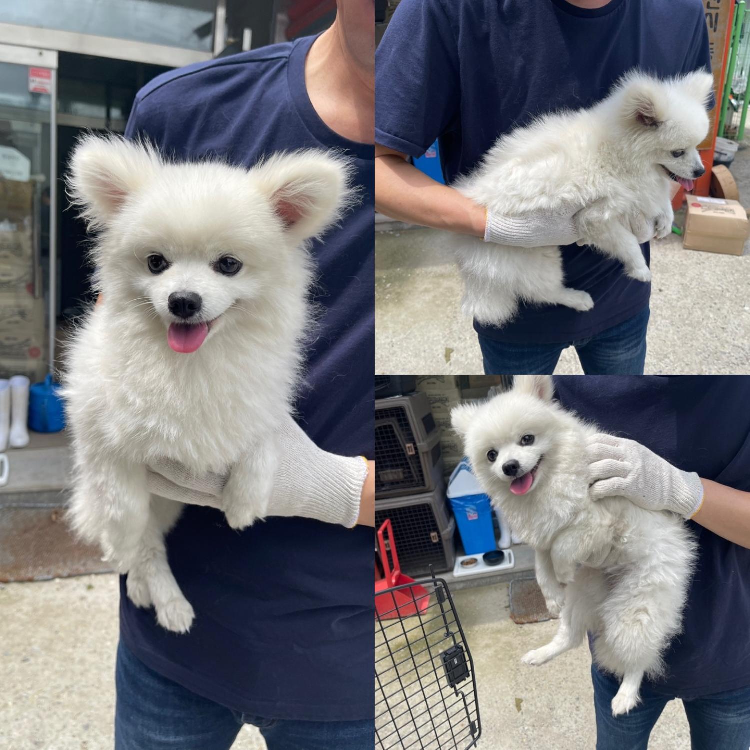 당진시동물보호소_444568202300556