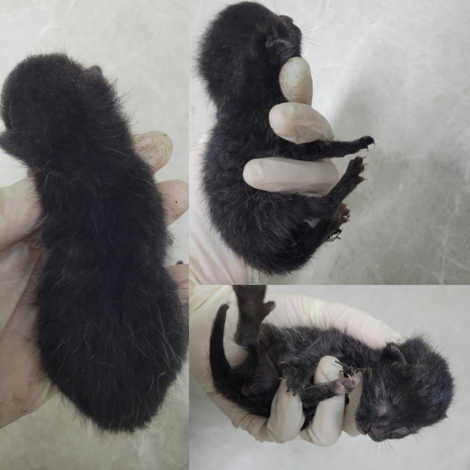 논산시 동물보호센터_444454202300566