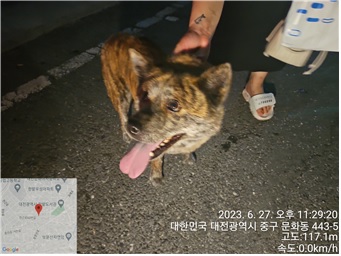 대전동물보호센터_430365202300291