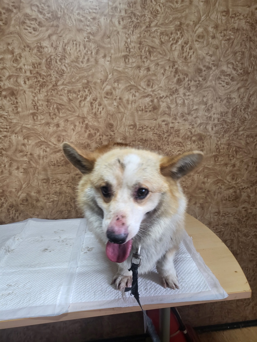 순천시유기동물보호소_446482202300583