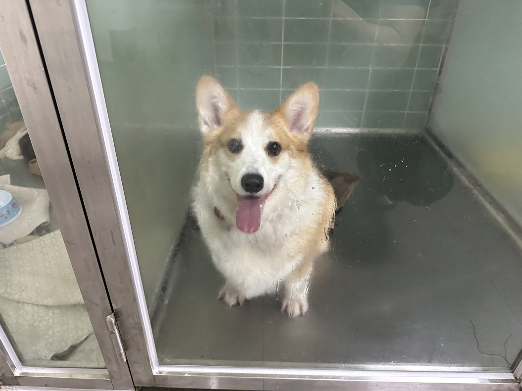 효자동물병원_445464202302418
