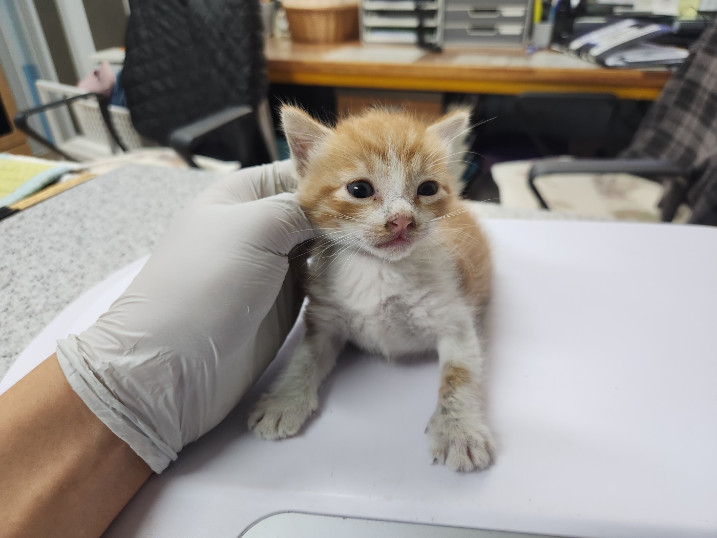 광주 동물보호소_429362202300544