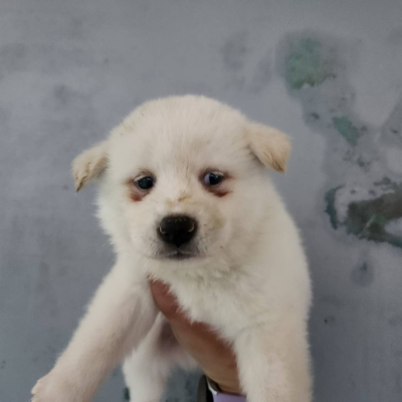 한국야생동물보호협회_441393202301168