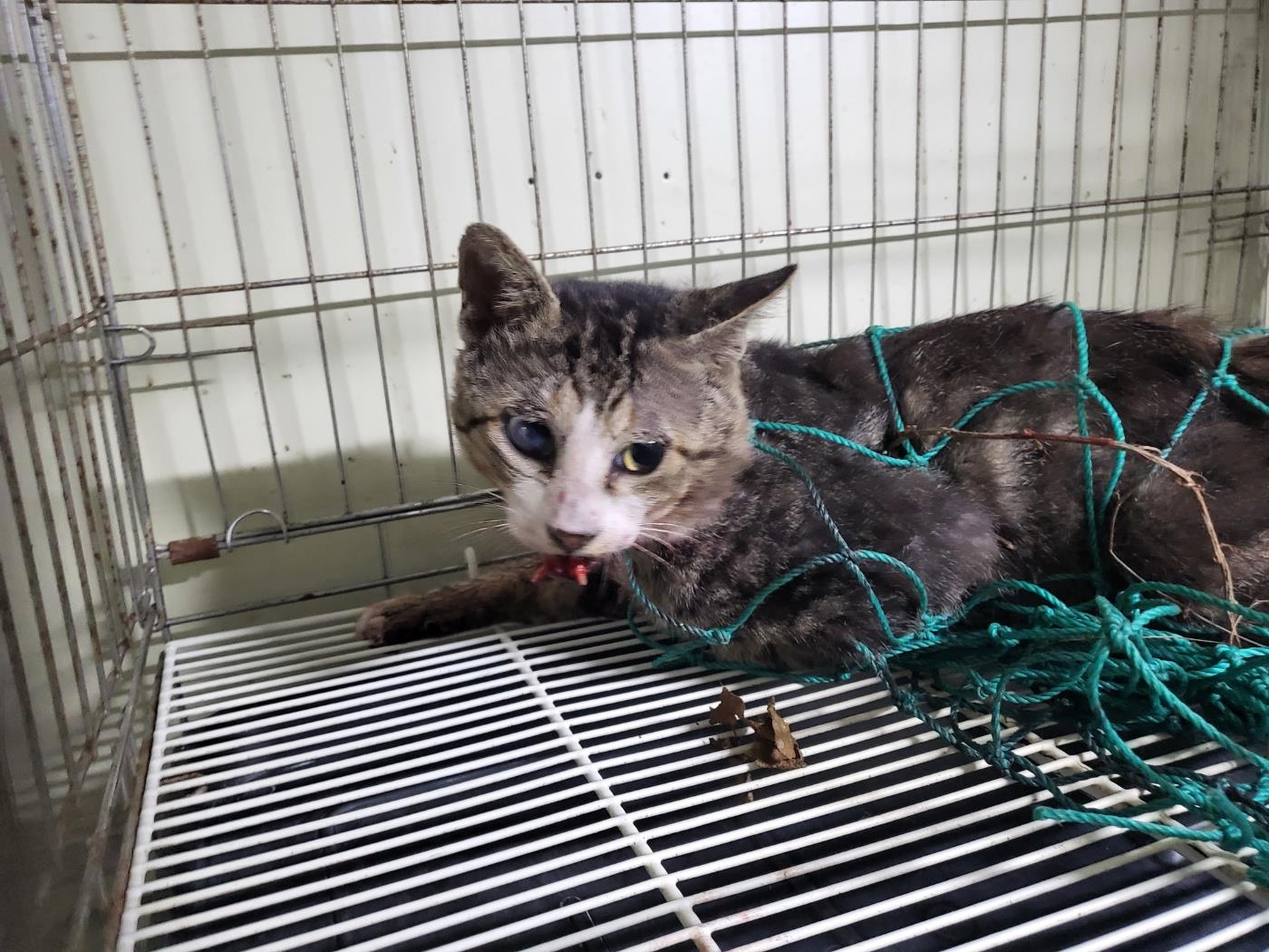 하얀비둘기_426328202300132