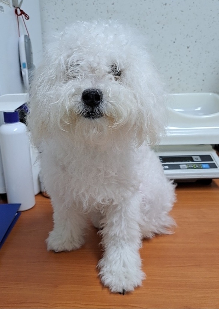 수원시 동물보호센터_441374202300660