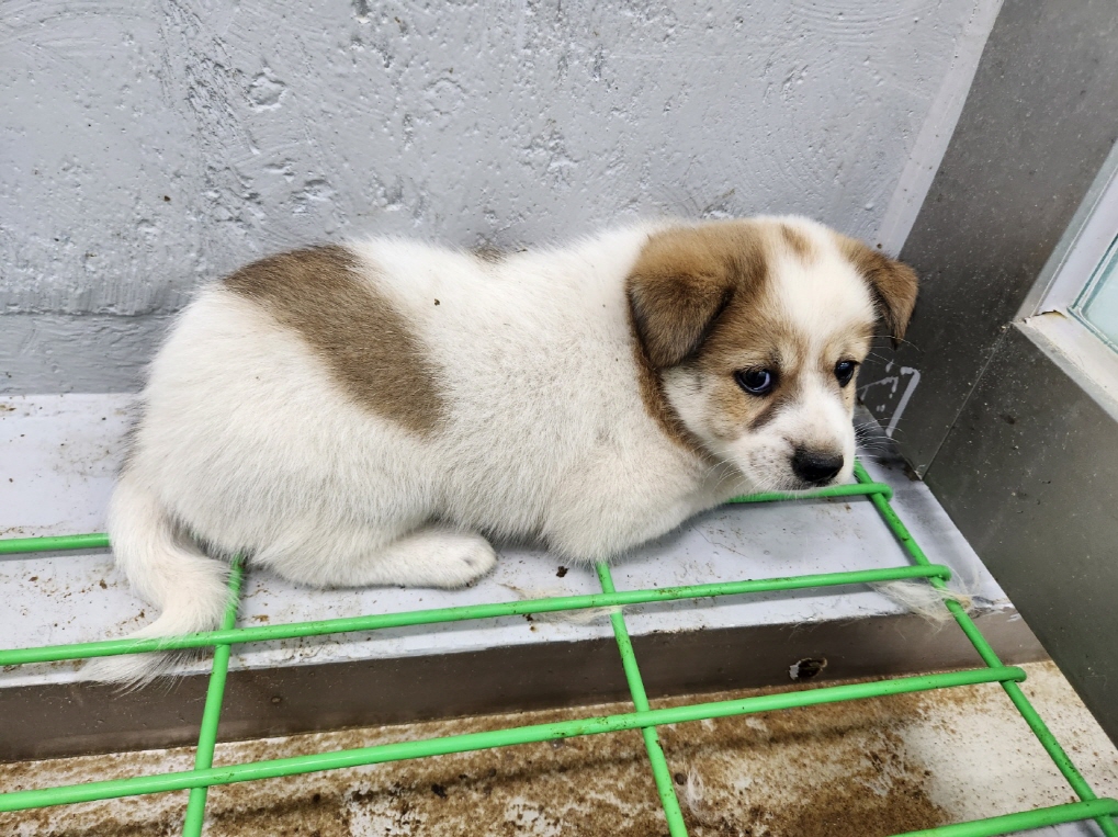 해남유기동물보호센터_446493202300151