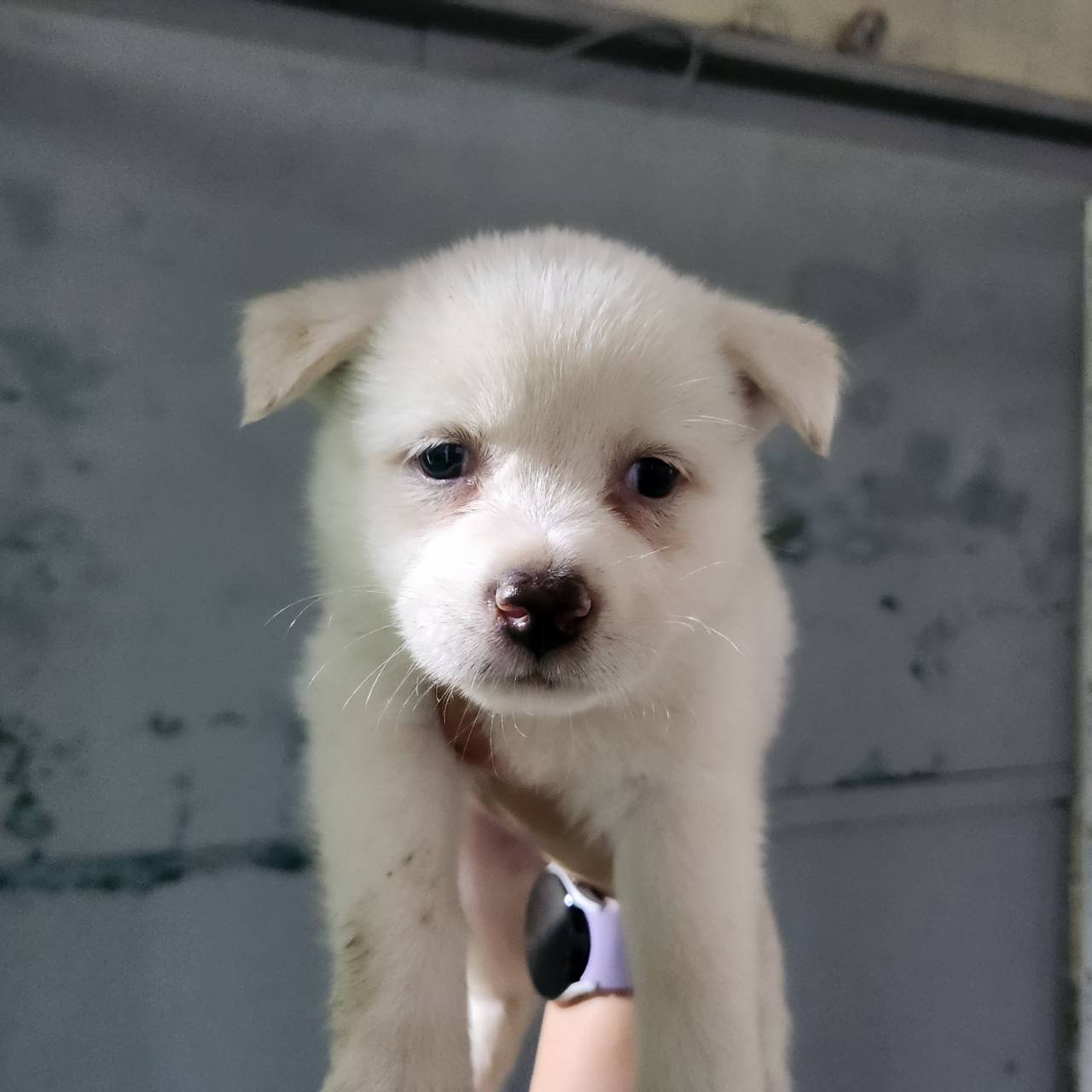 한국야생동물보호협회_441393202301167