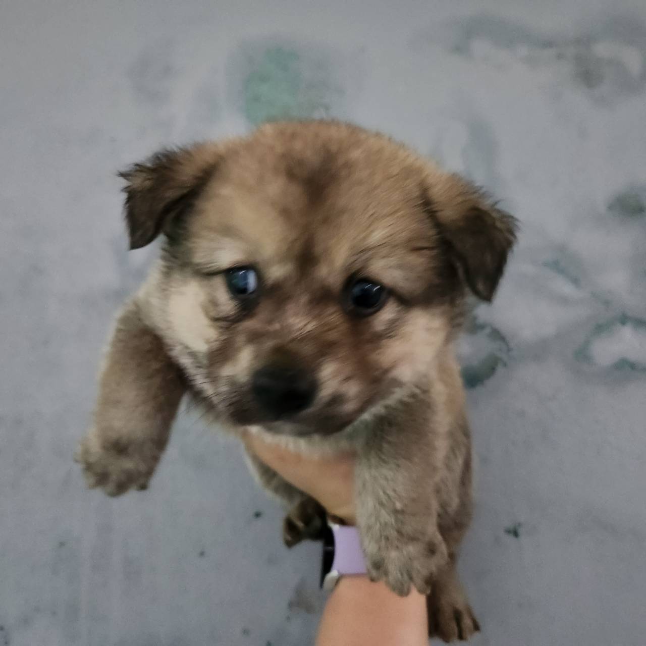 한국야생동물보호협회_441393202301169
