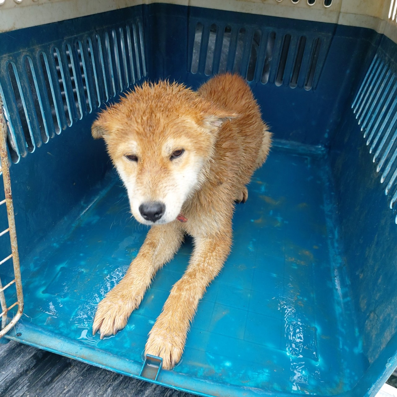 산청동물보호센터_448545202300144
