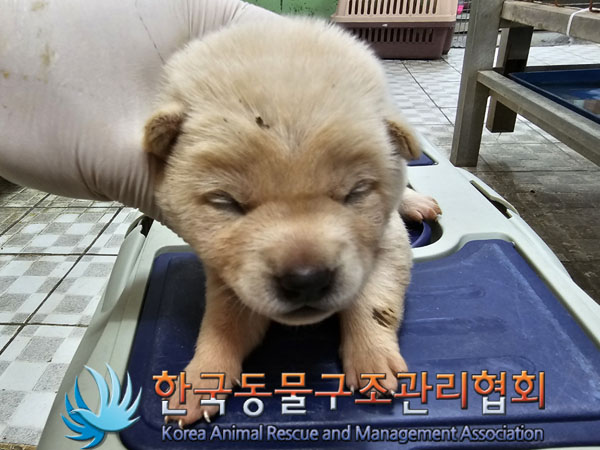 한국동물구조관리협회_441406202300950