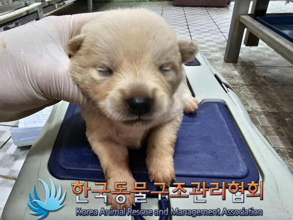 한국동물구조관리협회_441406202300949
