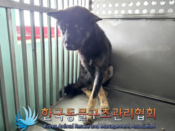 한국동물구조관리협회_411312202300454