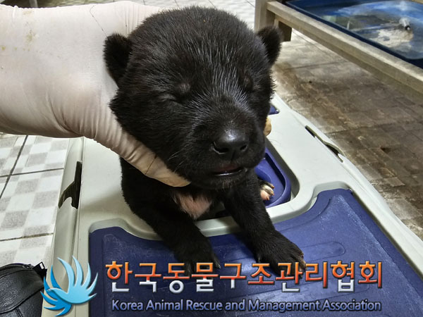 한국동물구조관리협회_441406202300952