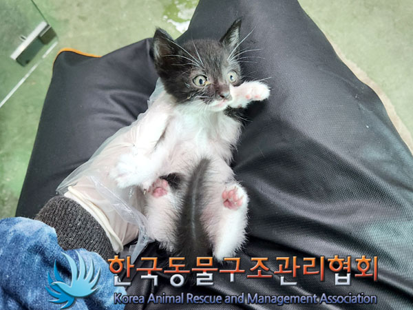 한국동물구조관리협회_441559202300479