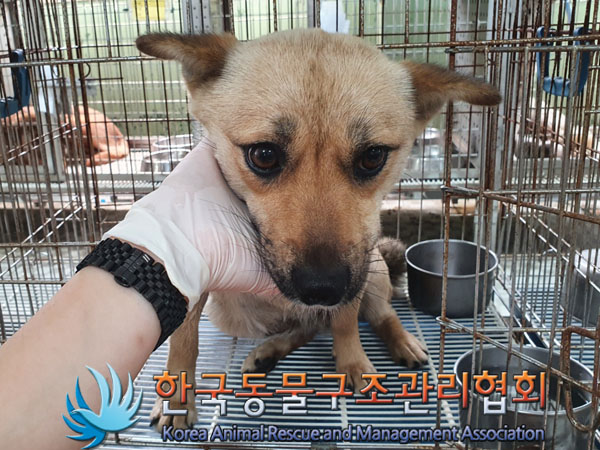 한국동물구조관리협회_441560202300850