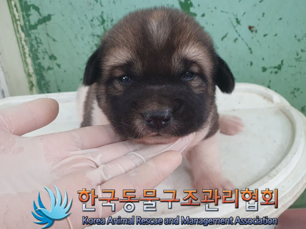 한국동물구조관리협회_441560202300852