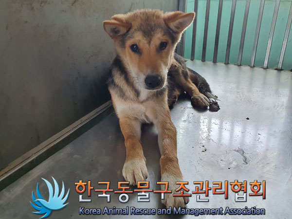 한국동물구조관리협회_441414202300415