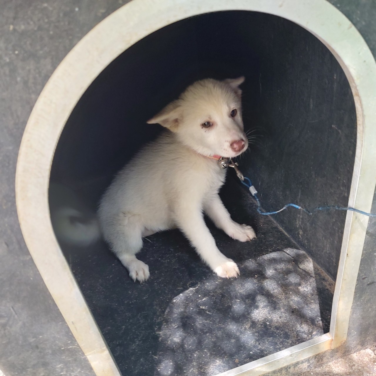 산청동물보호센터_448545202300146