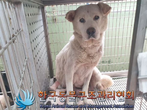 한국동물구조관리협회_441560202300851