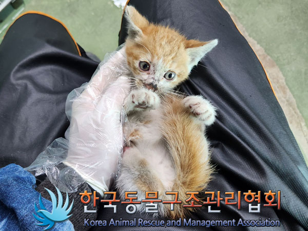 한국동물구조관리협회_411323202300621