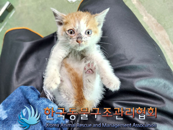 한국동물구조관리협회_411323202300620