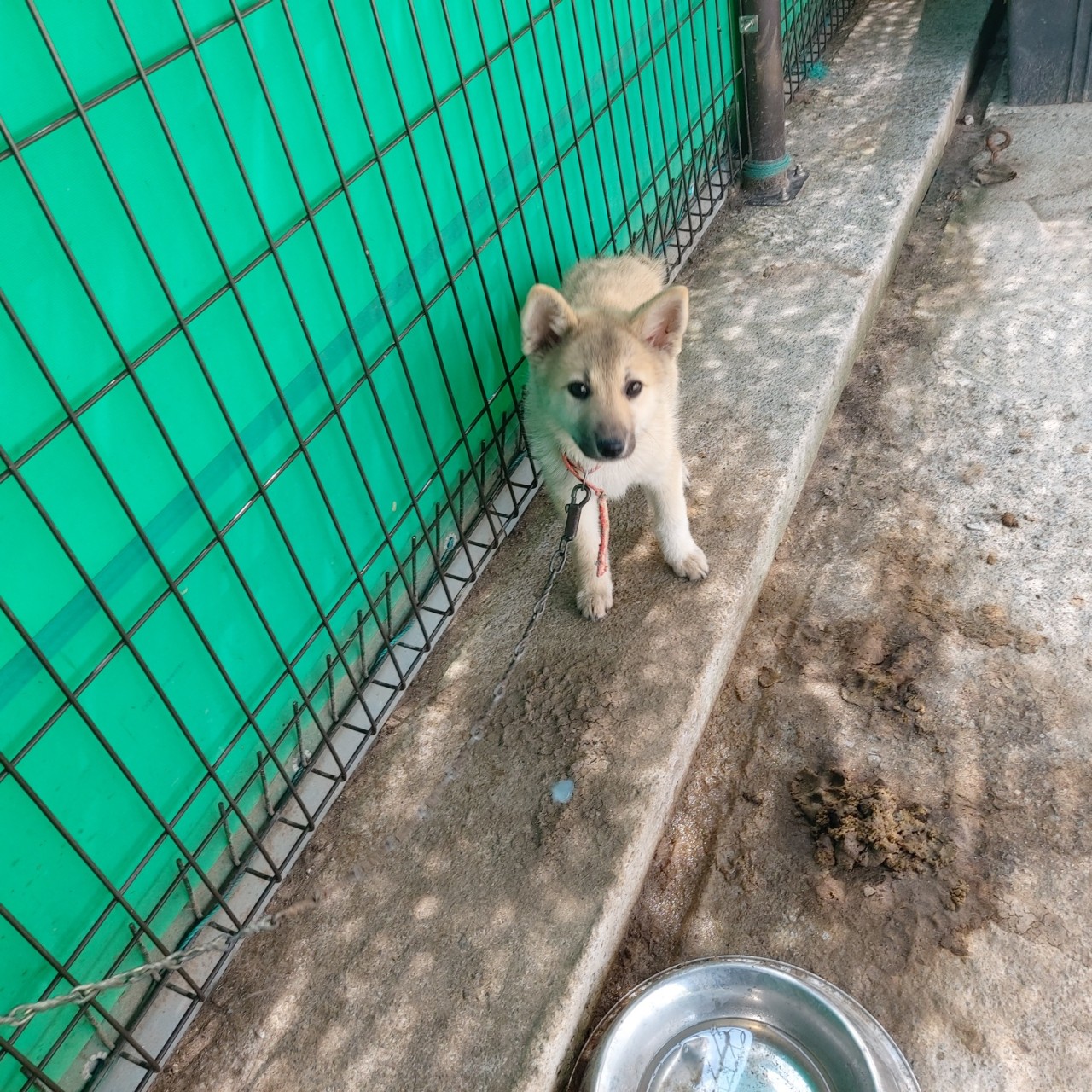 산청동물보호센터_448545202300147