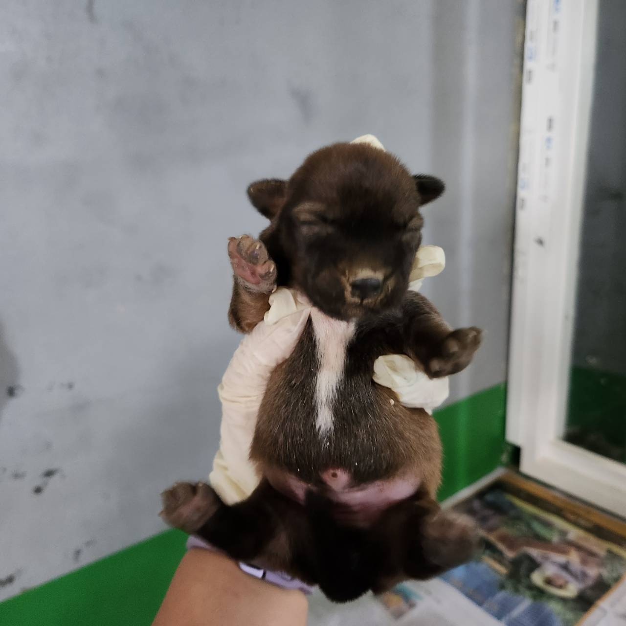 한국야생동물보호협회_441393202301183