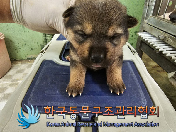 한국동물구조관리협회_441406202300956