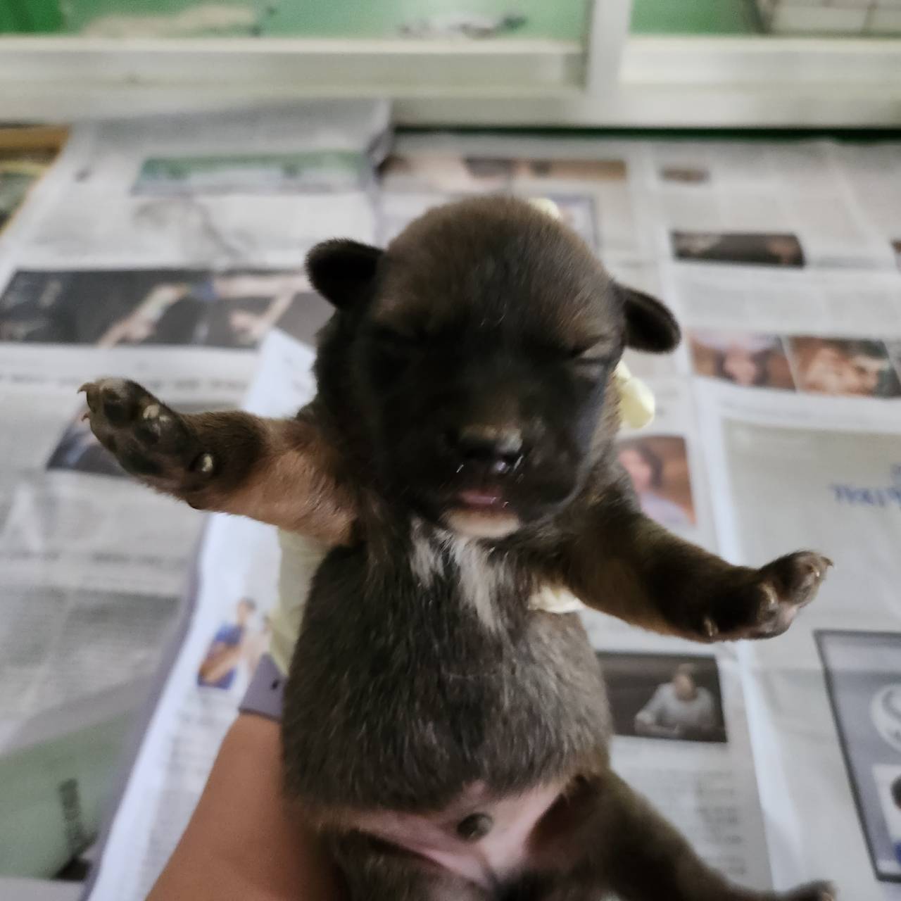 한국야생동물보호협회_441393202301180