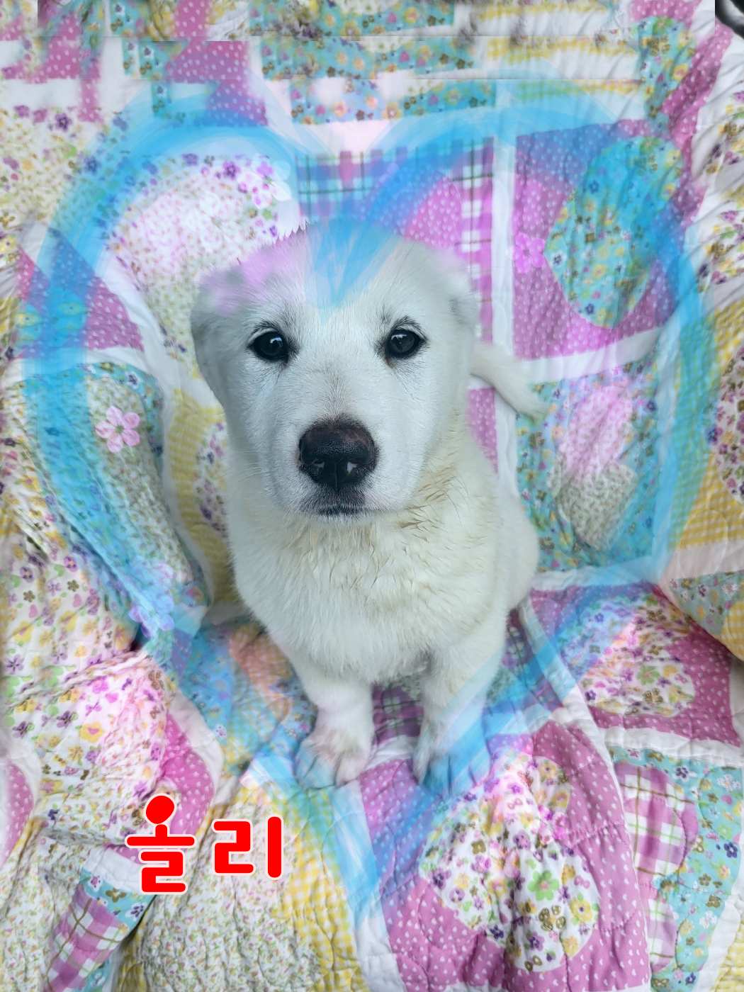 군산유기동물보호센터_445467202301179