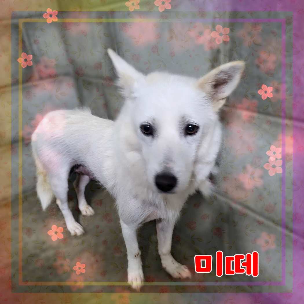 군산유기동물보호센터_445467202301176