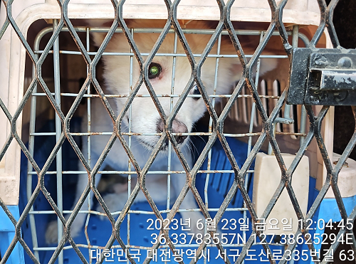 대전동물보호센터_430366202300391