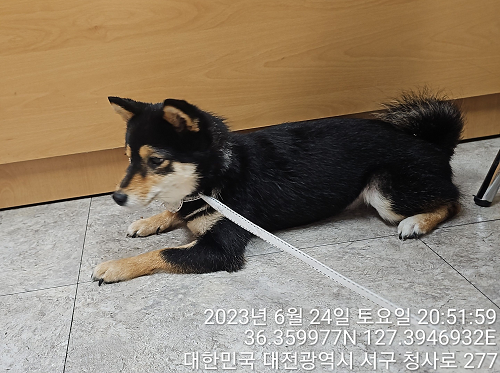 대전동물보호센터_430366202300395