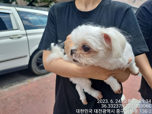 대전동물보호센터_430366202300394