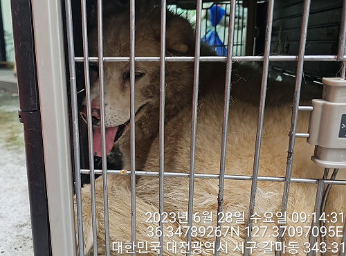 대전동물보호센터_430366202300399