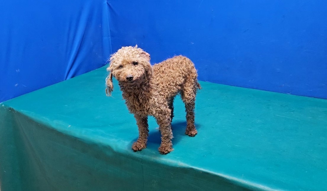 경산시유기동물보호소_447513202300856