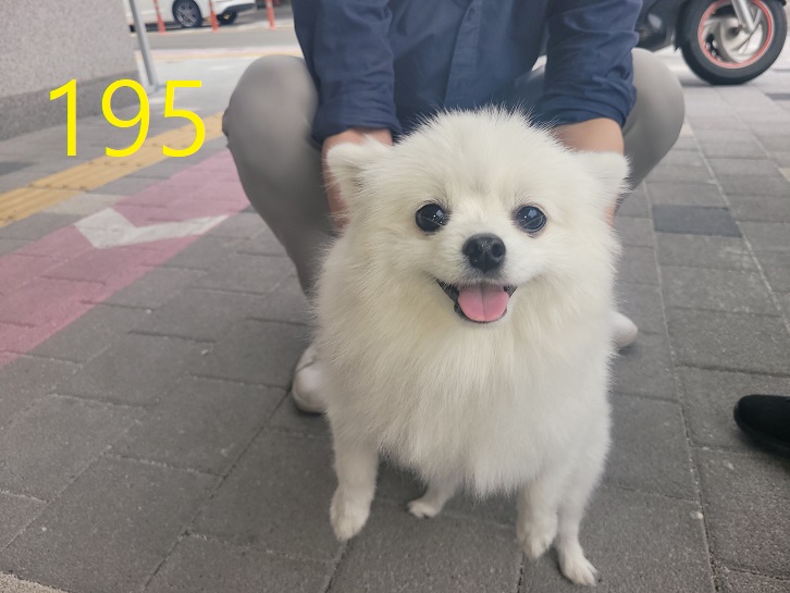 신영재동물병원_428355202300351
