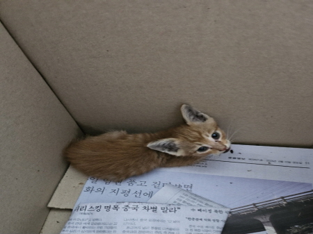 원주유기동물보호센터_442419202300359