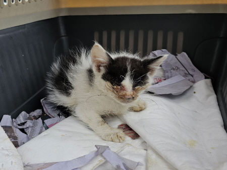 원주유기동물보호센터_442419202300364